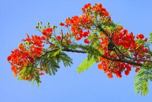 THÔNG BÁO KHAI GIẢNG